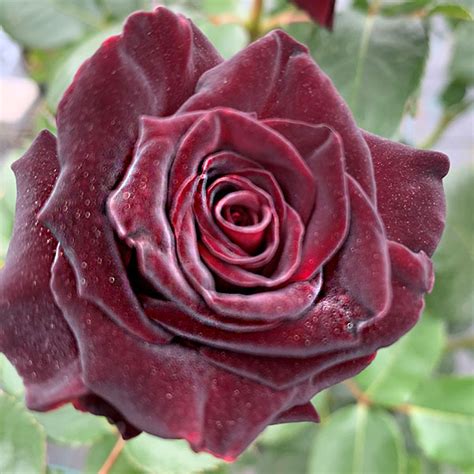 Black Baccara Rose: Nature’s Noir Masterpiece Unveiled .